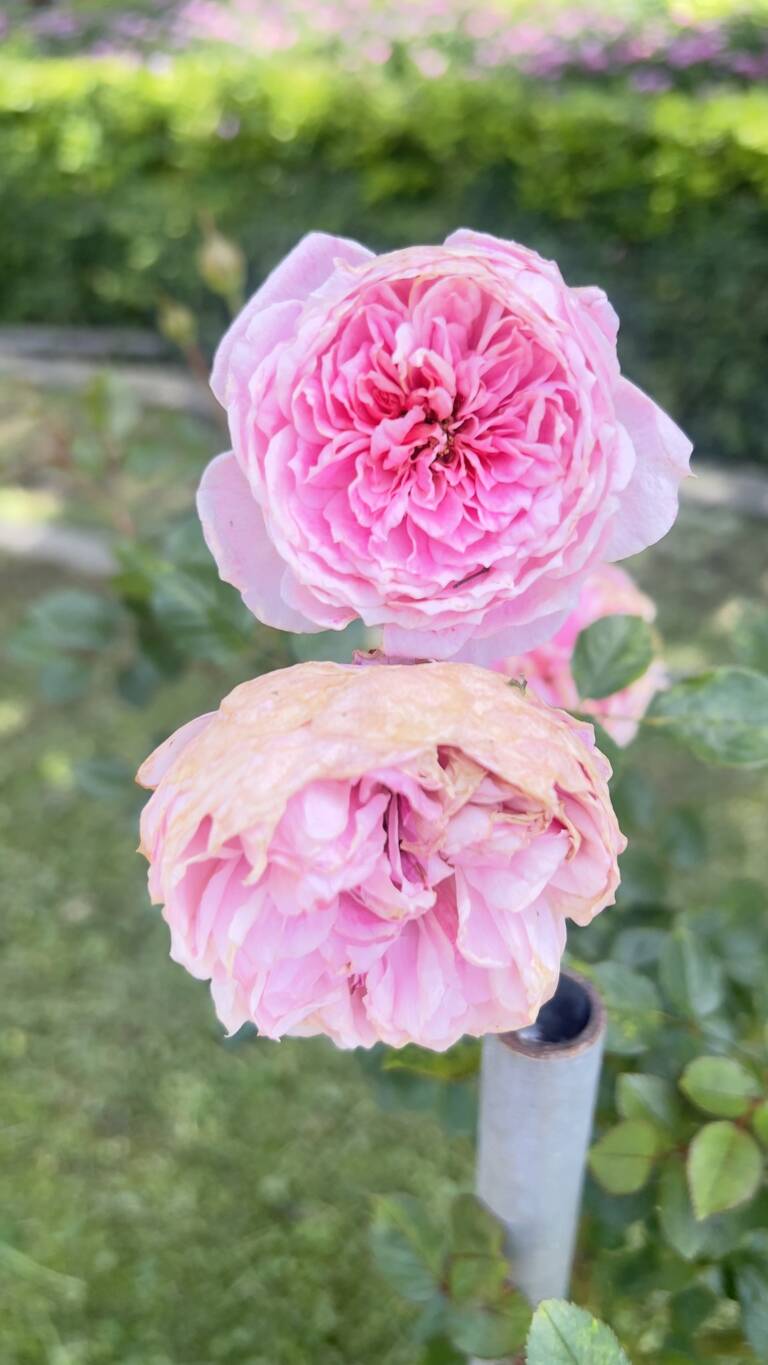 490928459_635515829476719_7655881046202100464_n