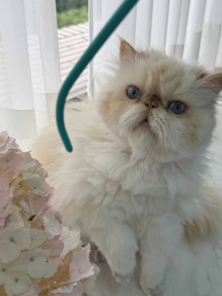 永續環保的德國製MAWA衣架