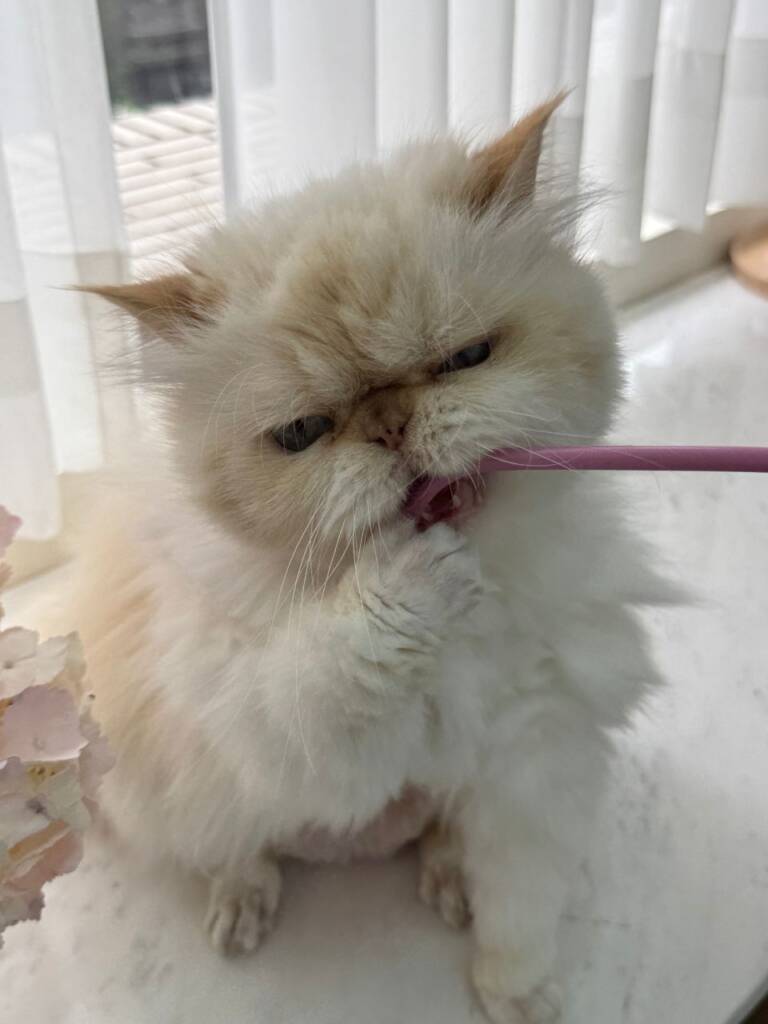 德國製MAWA衣架無毒環保，最符合ESG永續精神