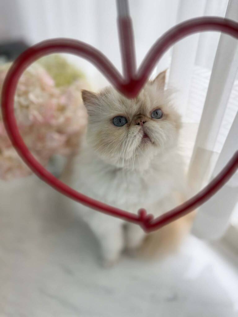 德國製MAWA衣架設計多元，適合各類型布料及配件