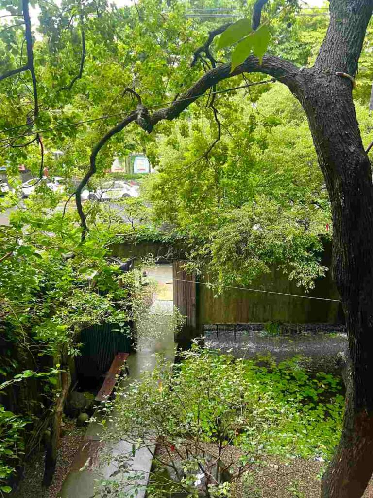 大雨沖刷後，整座寺院更顯綠意盎然