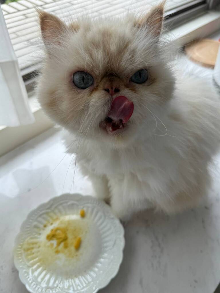 連有2億個嗅覺細胞的貓咪,聞了Naturgy的B群都想舔一口