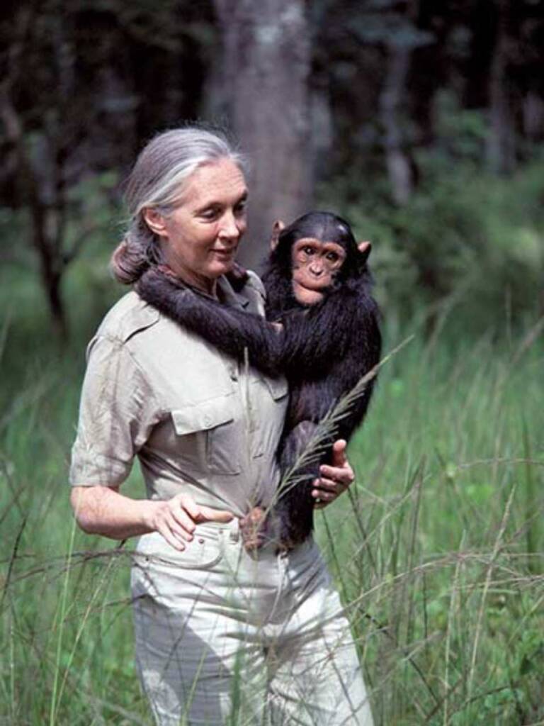 珍古德博士一生致力於黑猩猩的研究