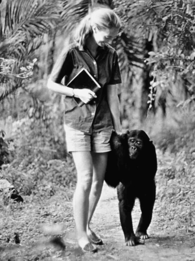 珍古德博士是第一位將動物取名字,並認為動物具有思考的靈性