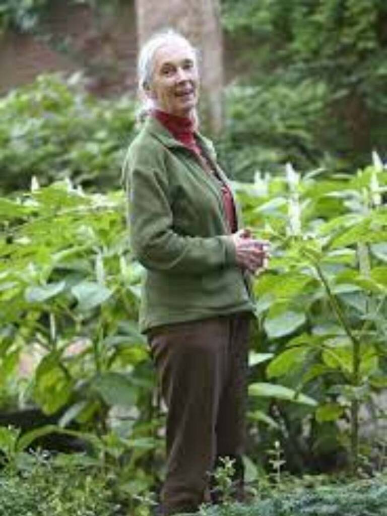 珍古德博士一生精彩圓滿